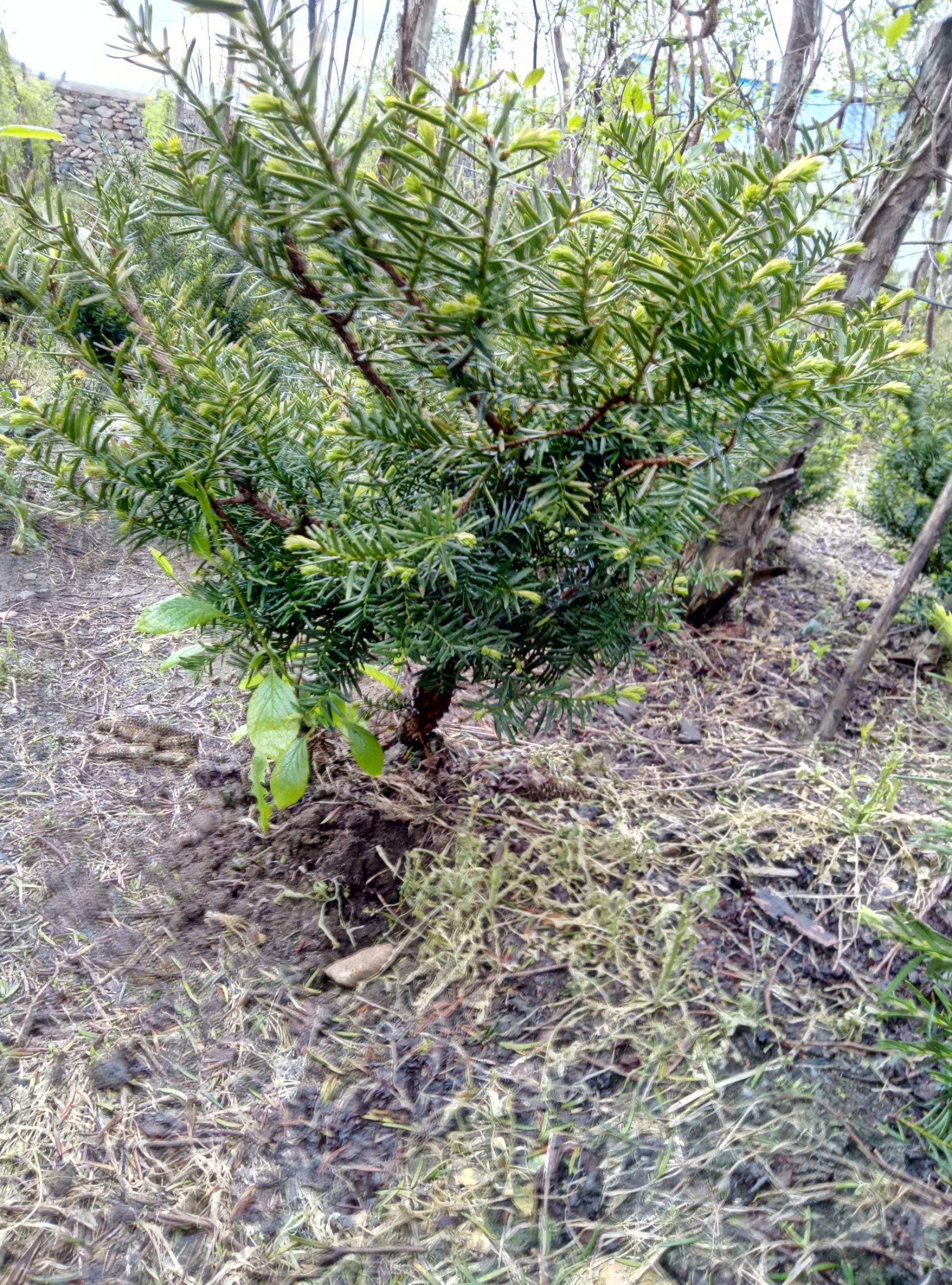 造型红豆杉东北红豆杉盆景树苗