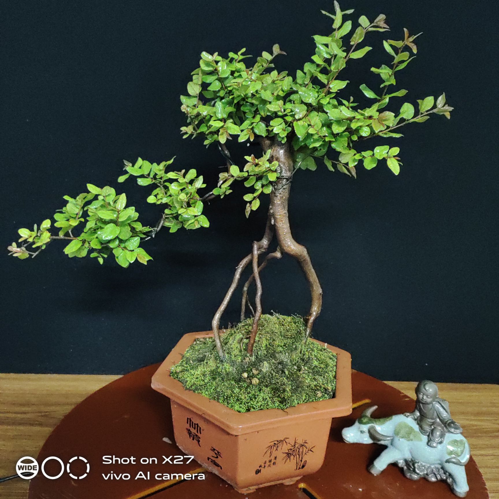 雀梅盆栽 精品高提根雀梅盆景红芽雀梅