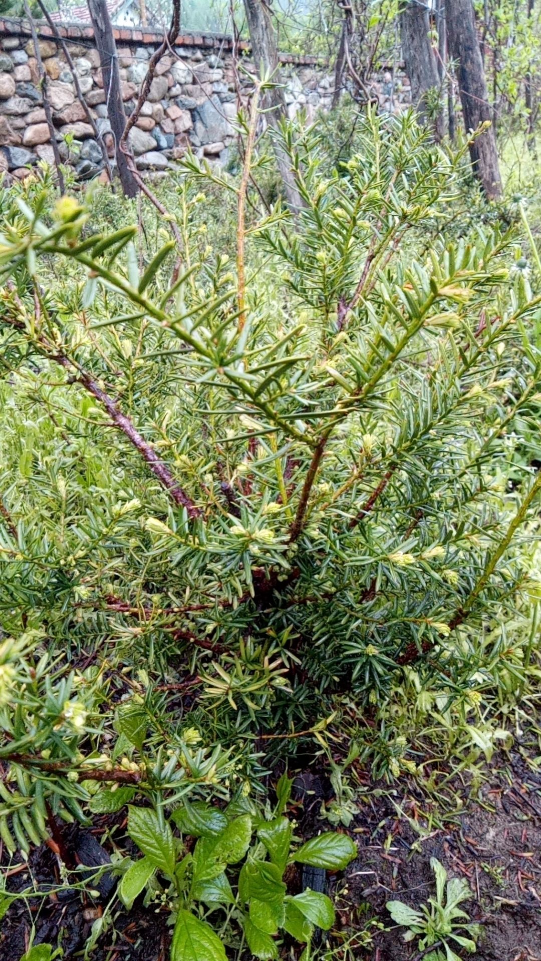 造型红豆杉东北红豆杉盆景树苗