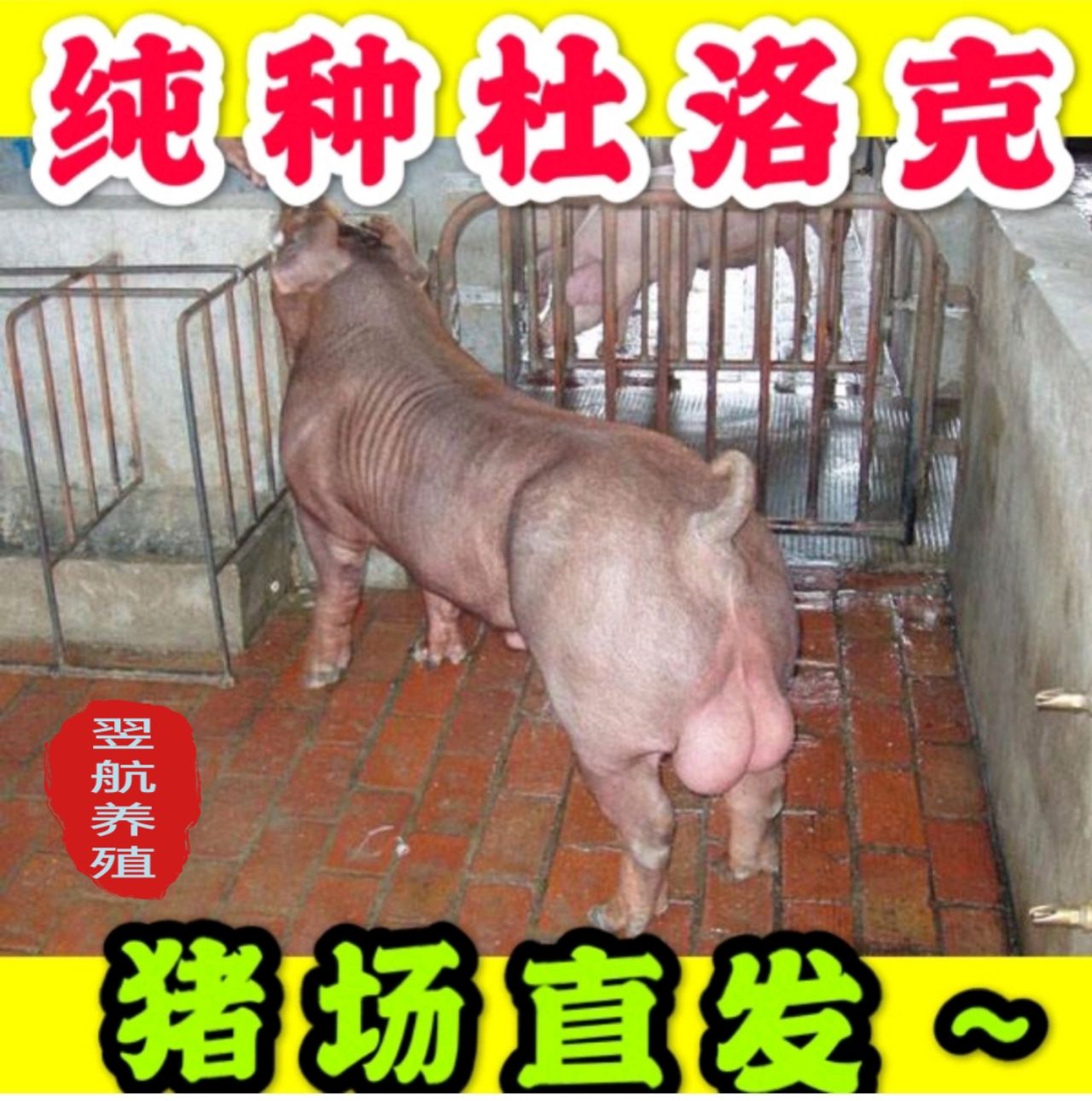 太湖母猪作种 原种太湖母猪30斤