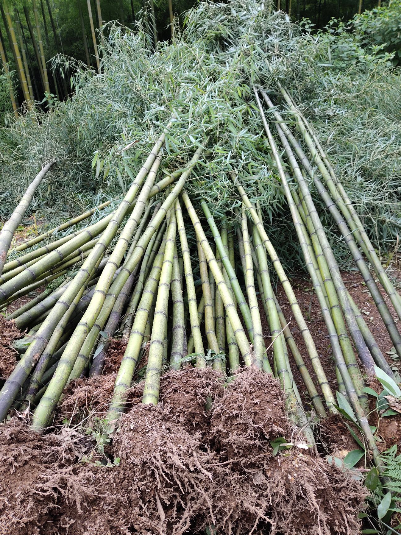 雷竹大量供应