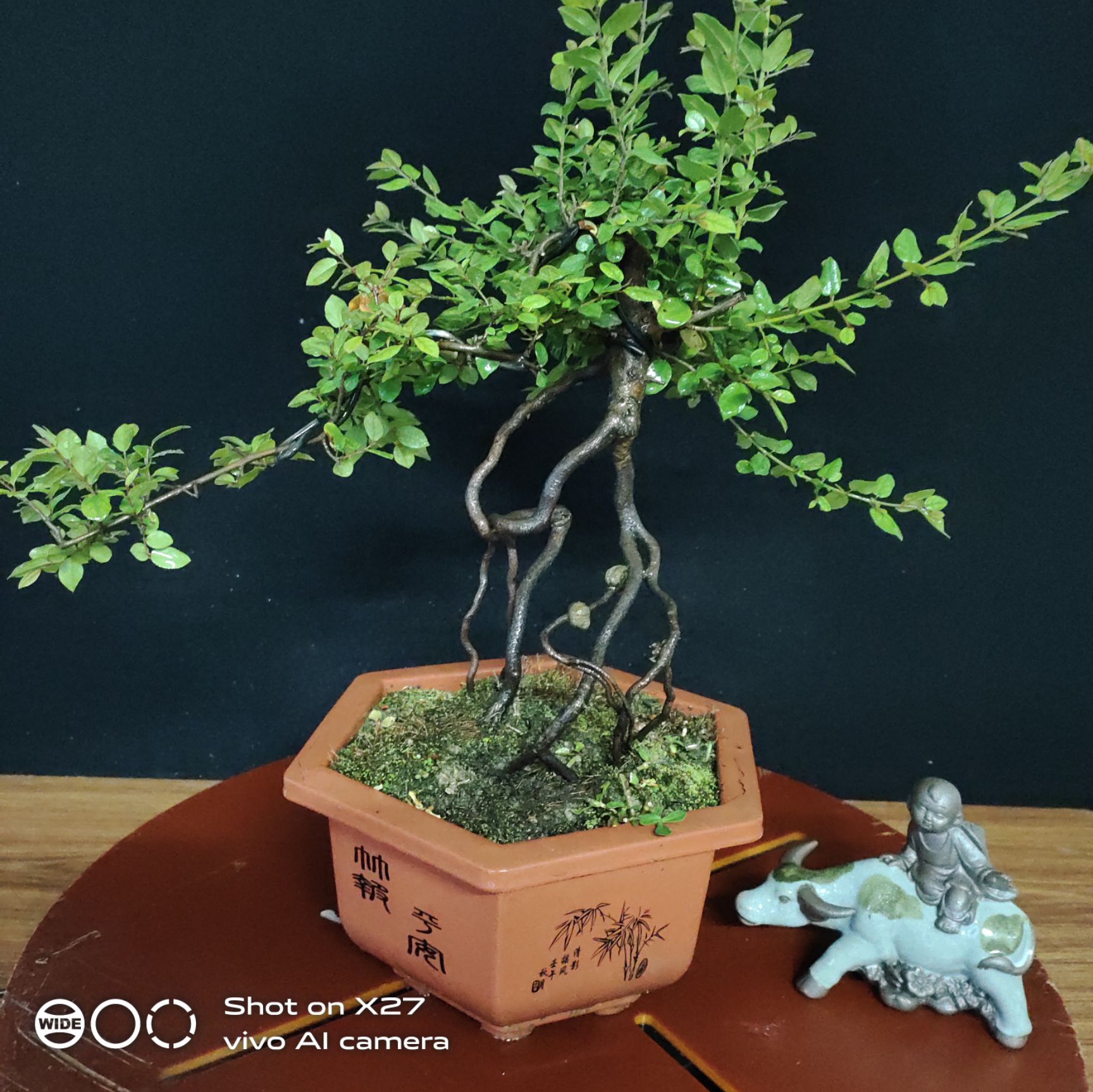 雀梅盆栽 精品高提根雀梅盆景红芽雀梅