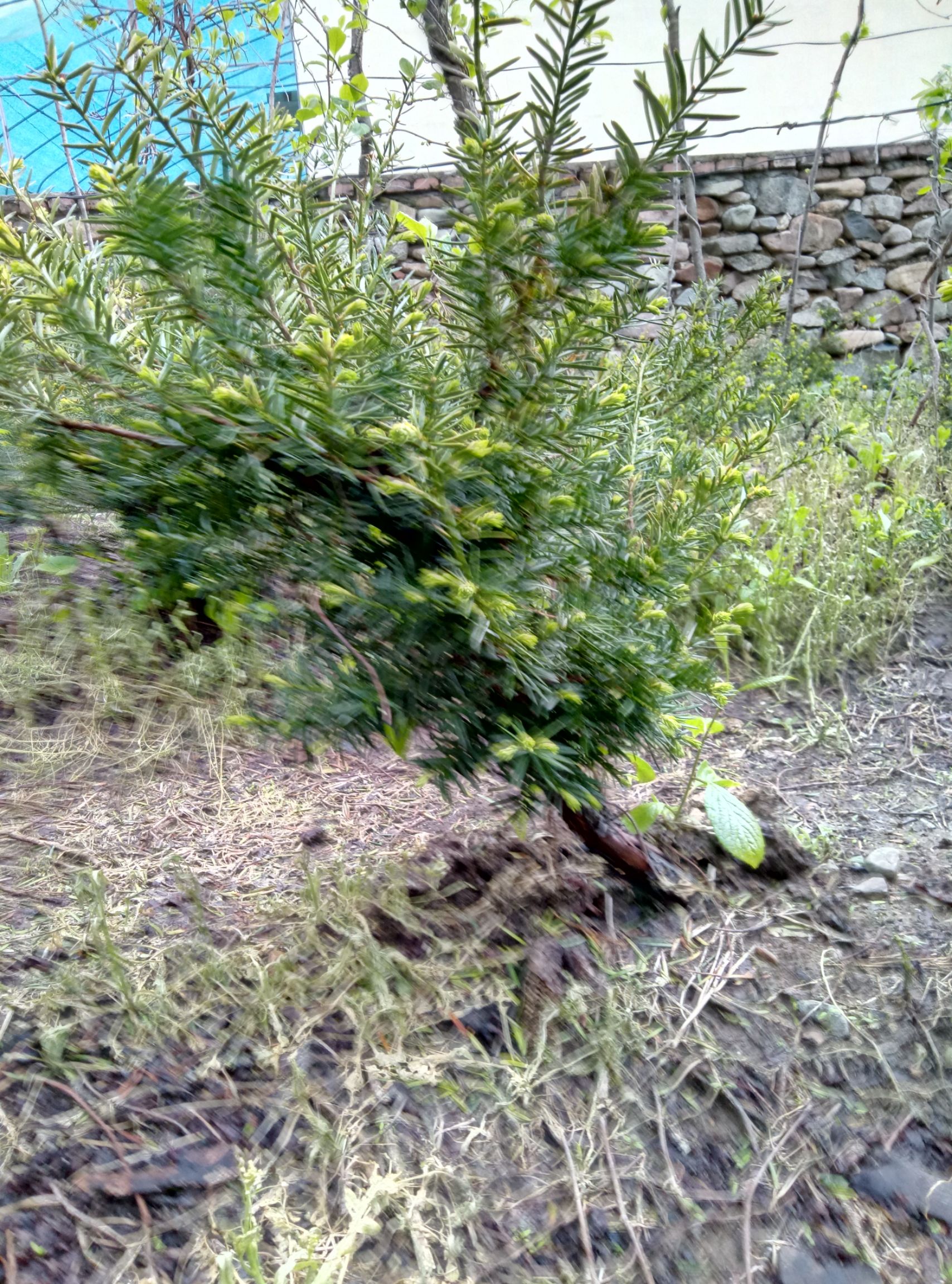 造型红豆杉东北红豆杉盆景树苗