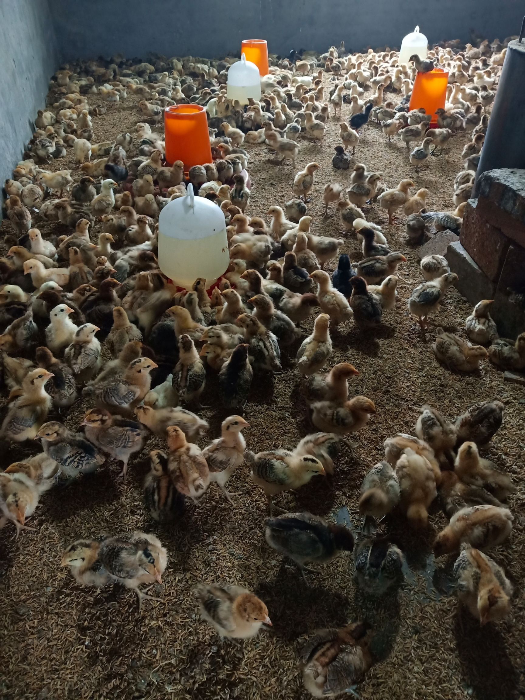 本地土鸡苗,淮南王土鸡苗,红瑶,脱温鸡苗