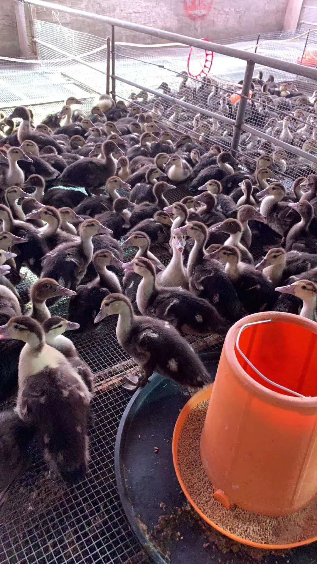 脱温麻鸭苗