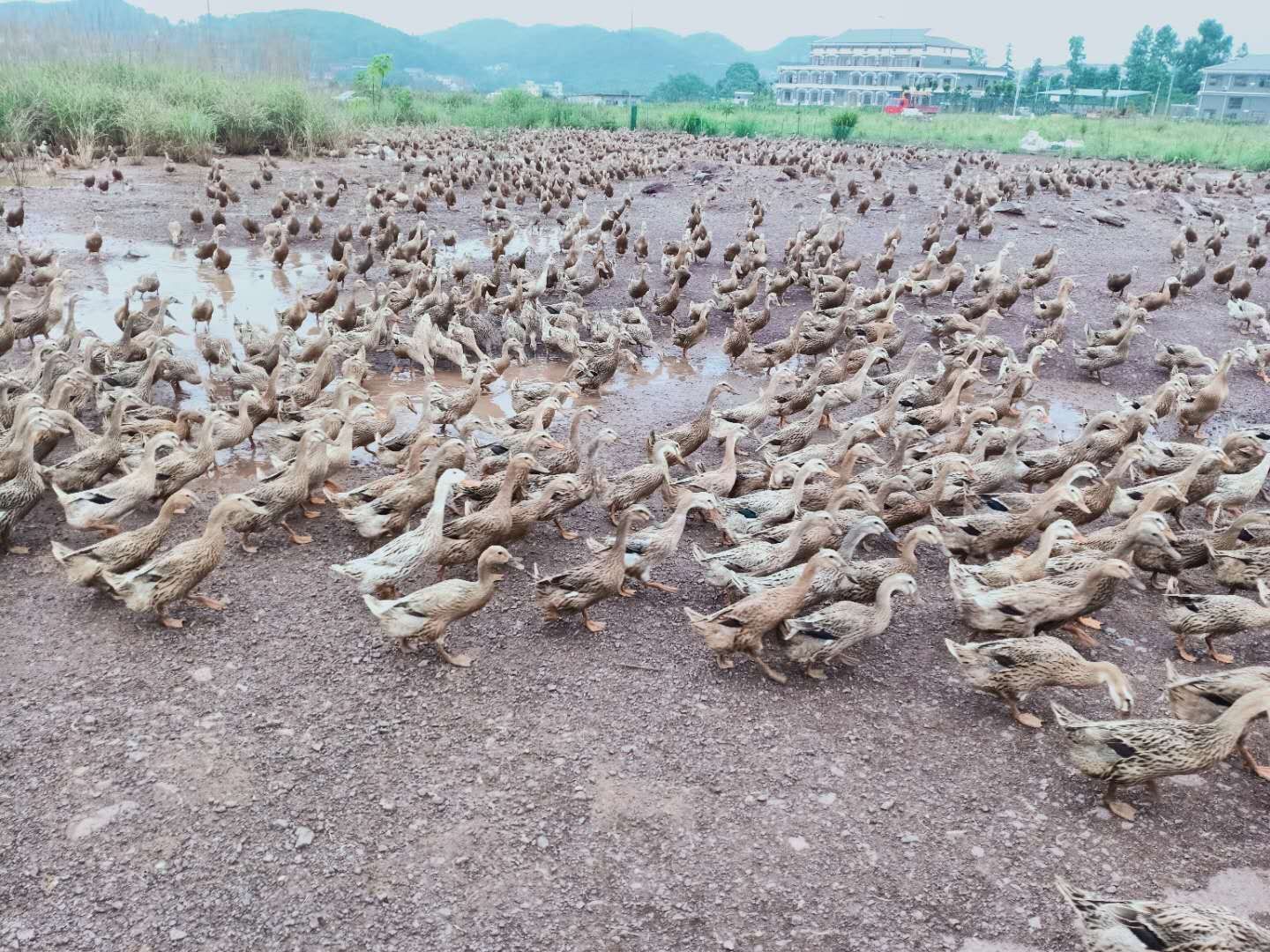 急售一批蛋鸭!青壳蛋产蛋率高!