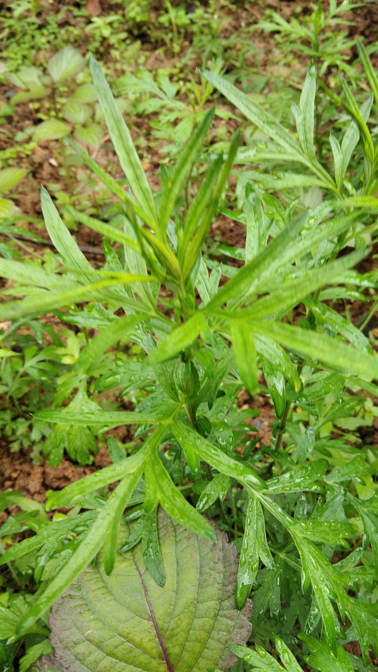 艾草 原五指艾叶,蕲艾,青青绿叶用途广舂去冬来又常绿.