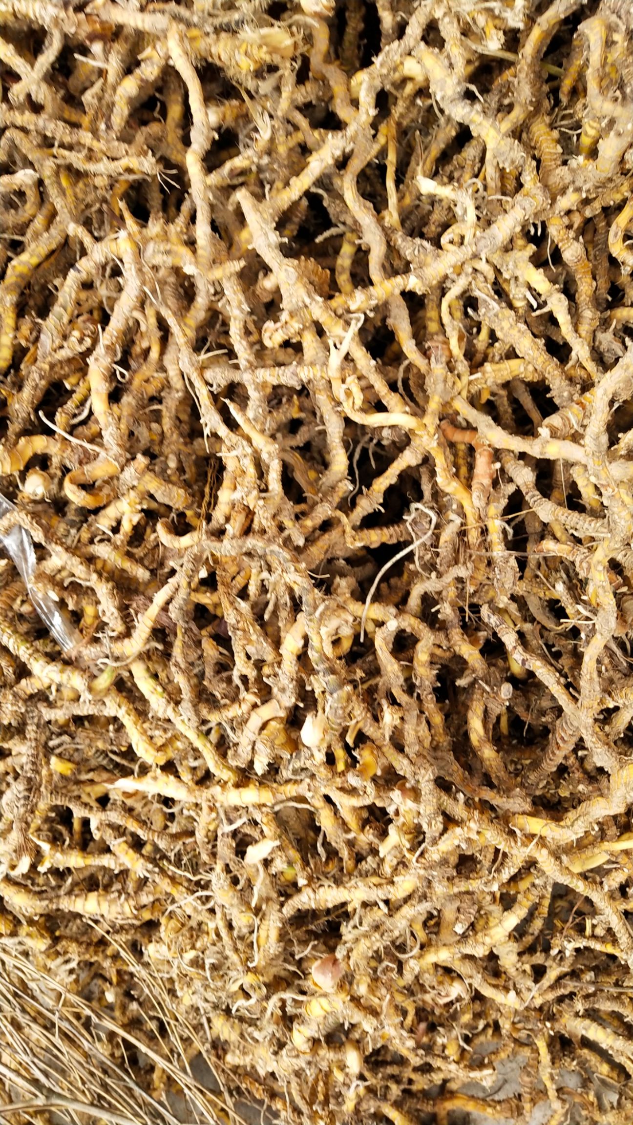 竹根七,*竹根七