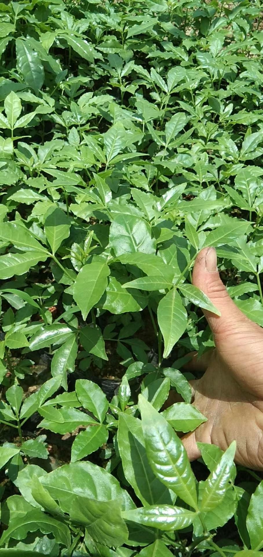 三丫苦三叉苦包邮速生经济种苗提供种植技术有代收购