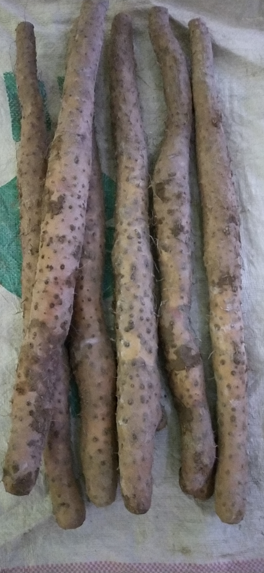 垆土铁棍山药河南焦作铁杆怀山药产地一件代发