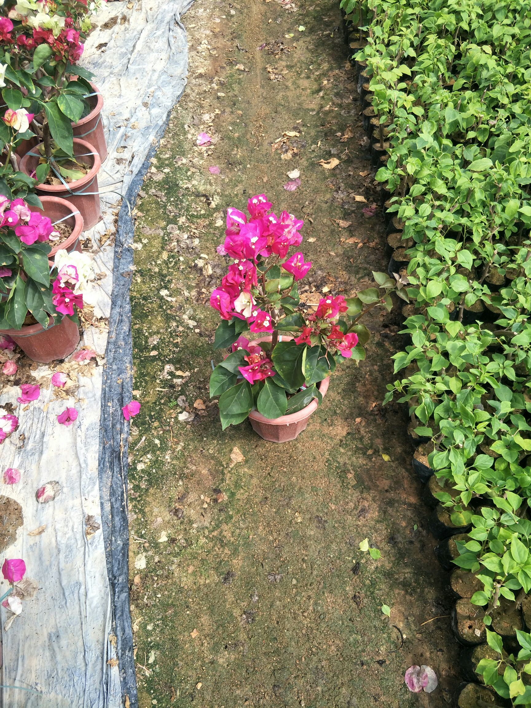 印度画报三角梅苗 印度画报20杆,质量好,根部发达,花朵漂亮,花期长.