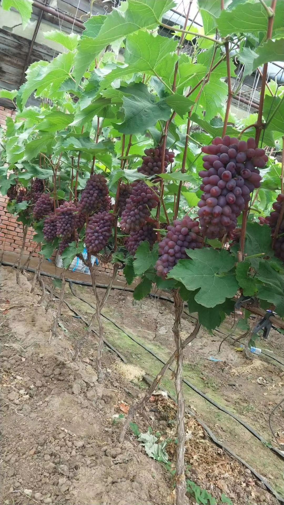 茉莉香葡萄大量上市,质量好,价格便宜,货源充足