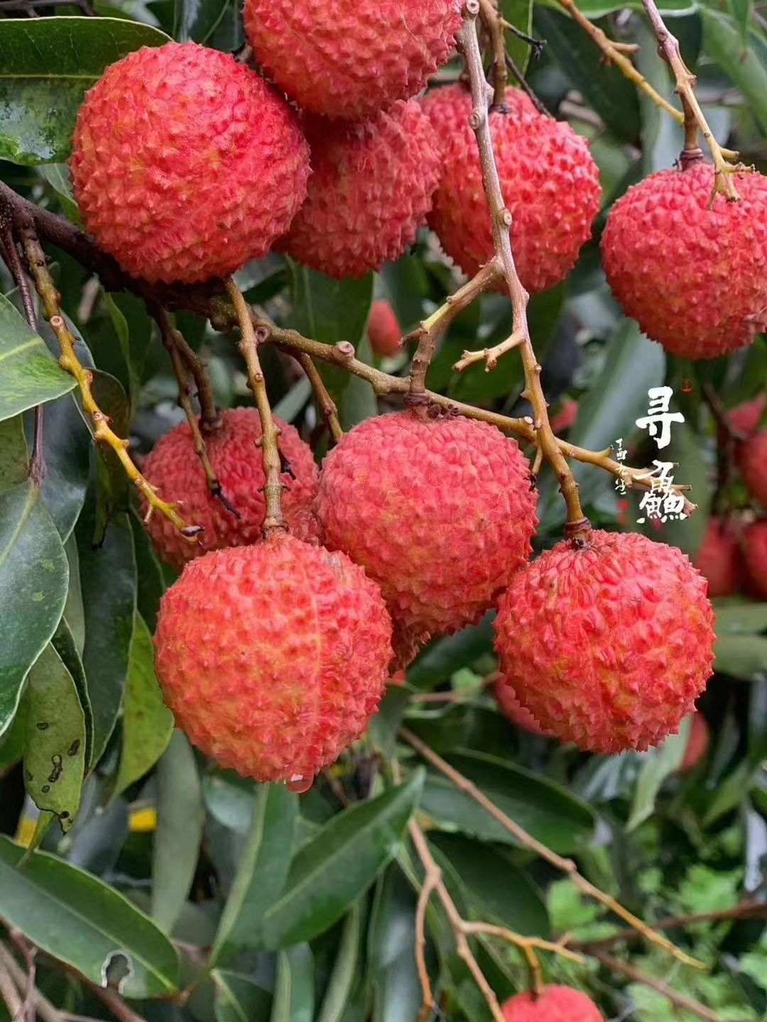 灵山荔枝之乡百年桂味荔枝