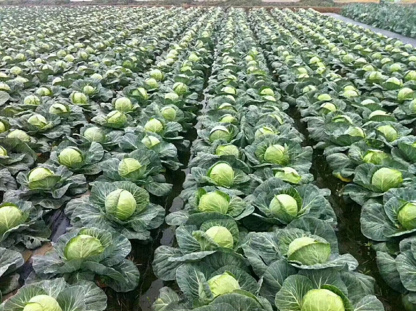 包菜苗 甘蓝苗 绿甘蓝苗 紫甘蓝苗 圆白菜苗 大头菜苗 卷心菜苗