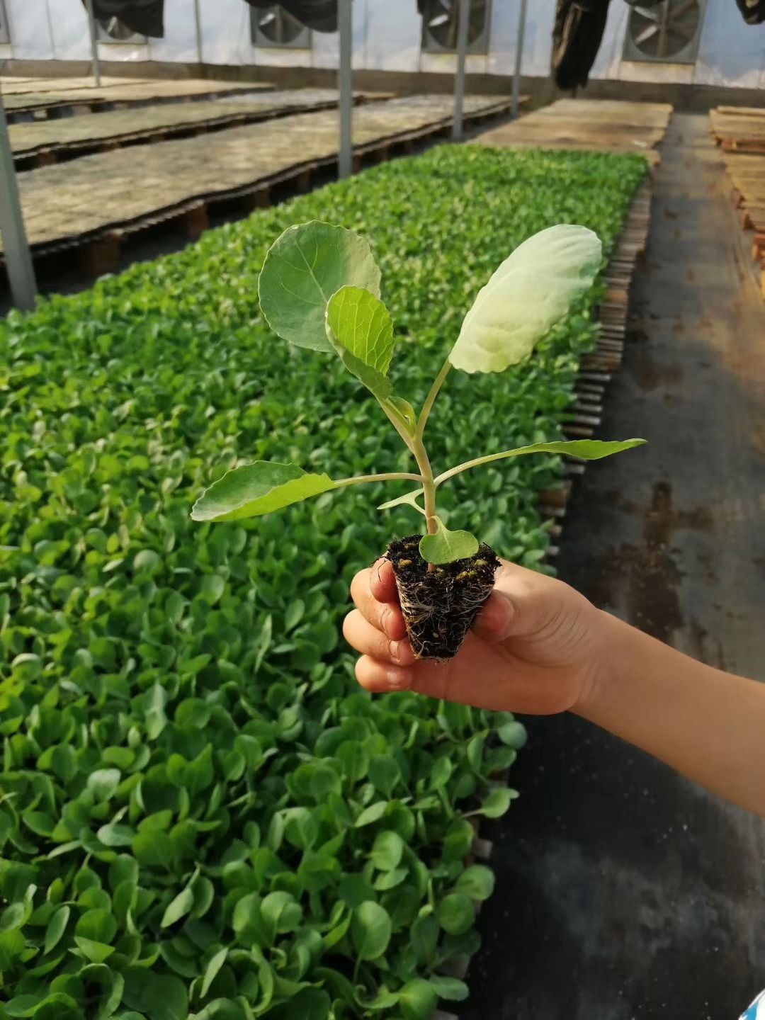 包菜苗 甘蓝苗 绿甘蓝苗 紫甘蓝苗 圆白菜苗 大头菜苗 卷心菜苗