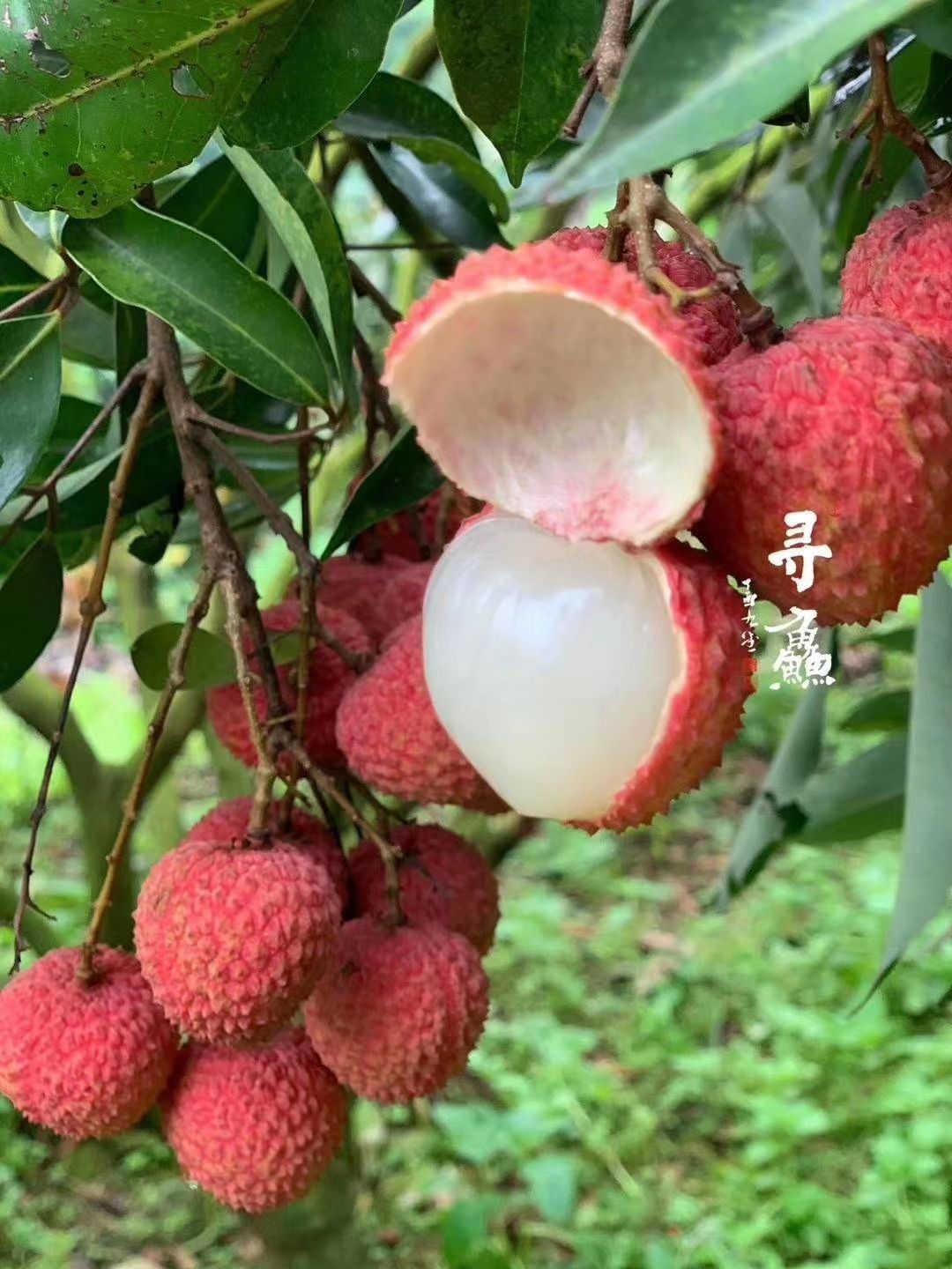 灵山荔枝之乡百年桂味荔枝