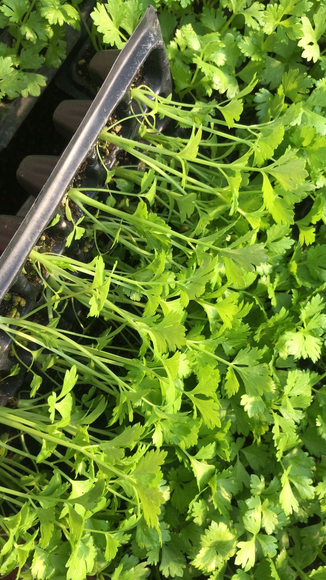 芹菜苗 西芹苗 山芹苗 香芹苗 穴盘苗 土培苗 地拔苗