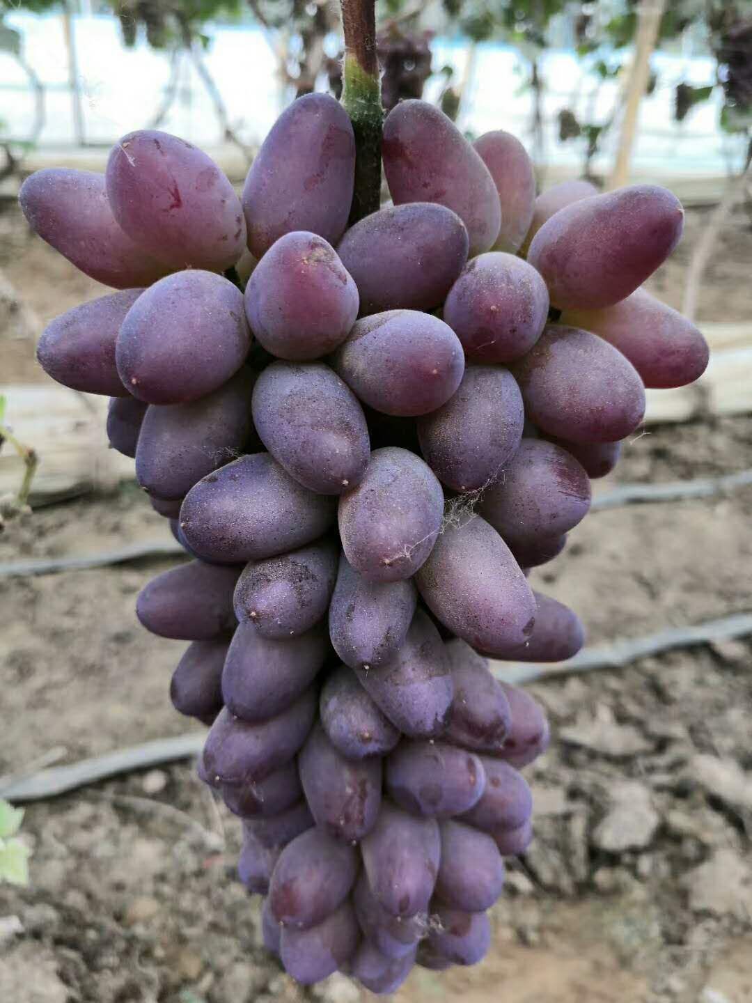 大量冷棚着色香葡萄上市