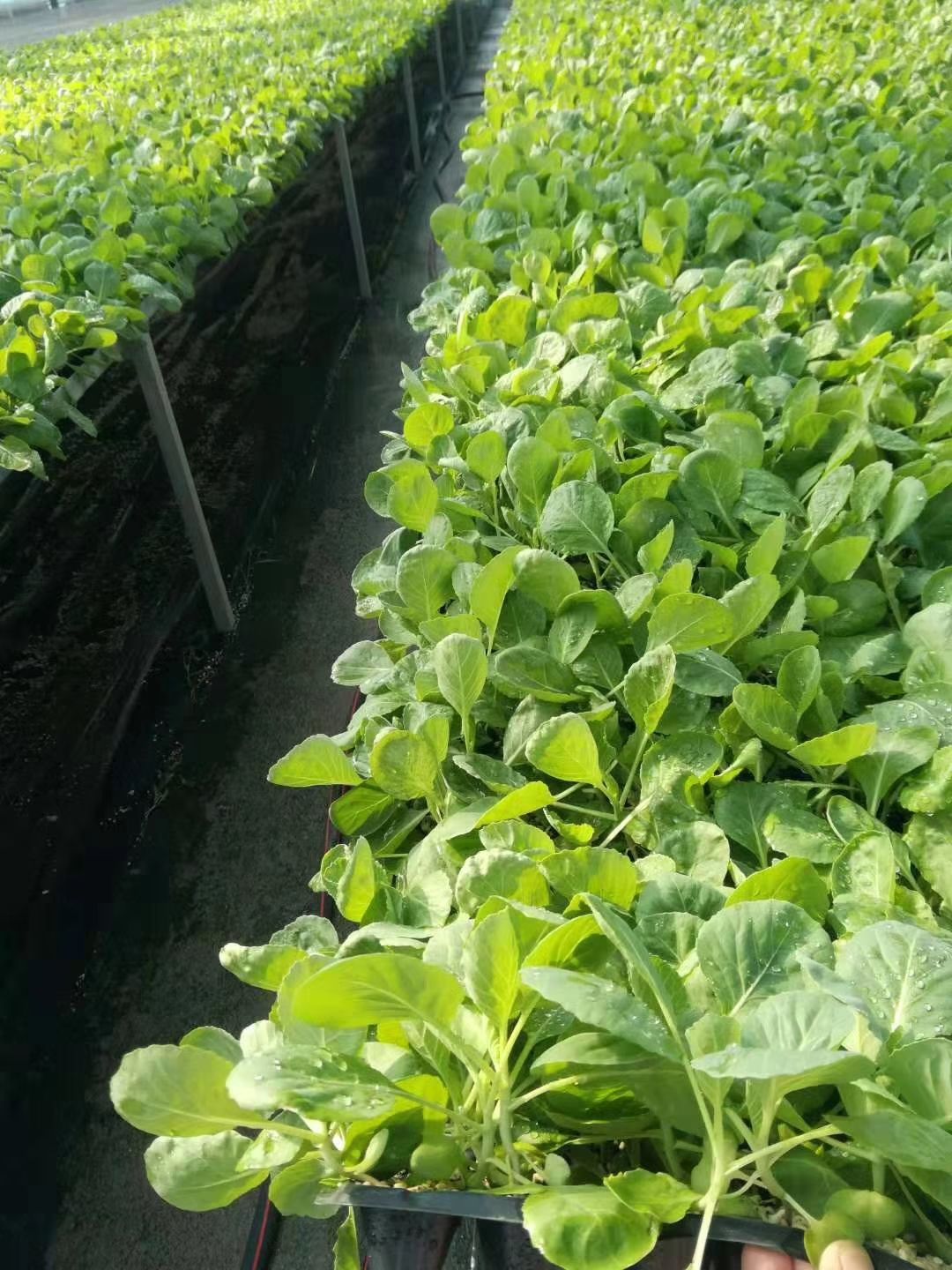 包菜苗 甘蓝苗 绿甘蓝苗 紫甘蓝苗 圆白菜苗 大头菜苗 卷心菜苗