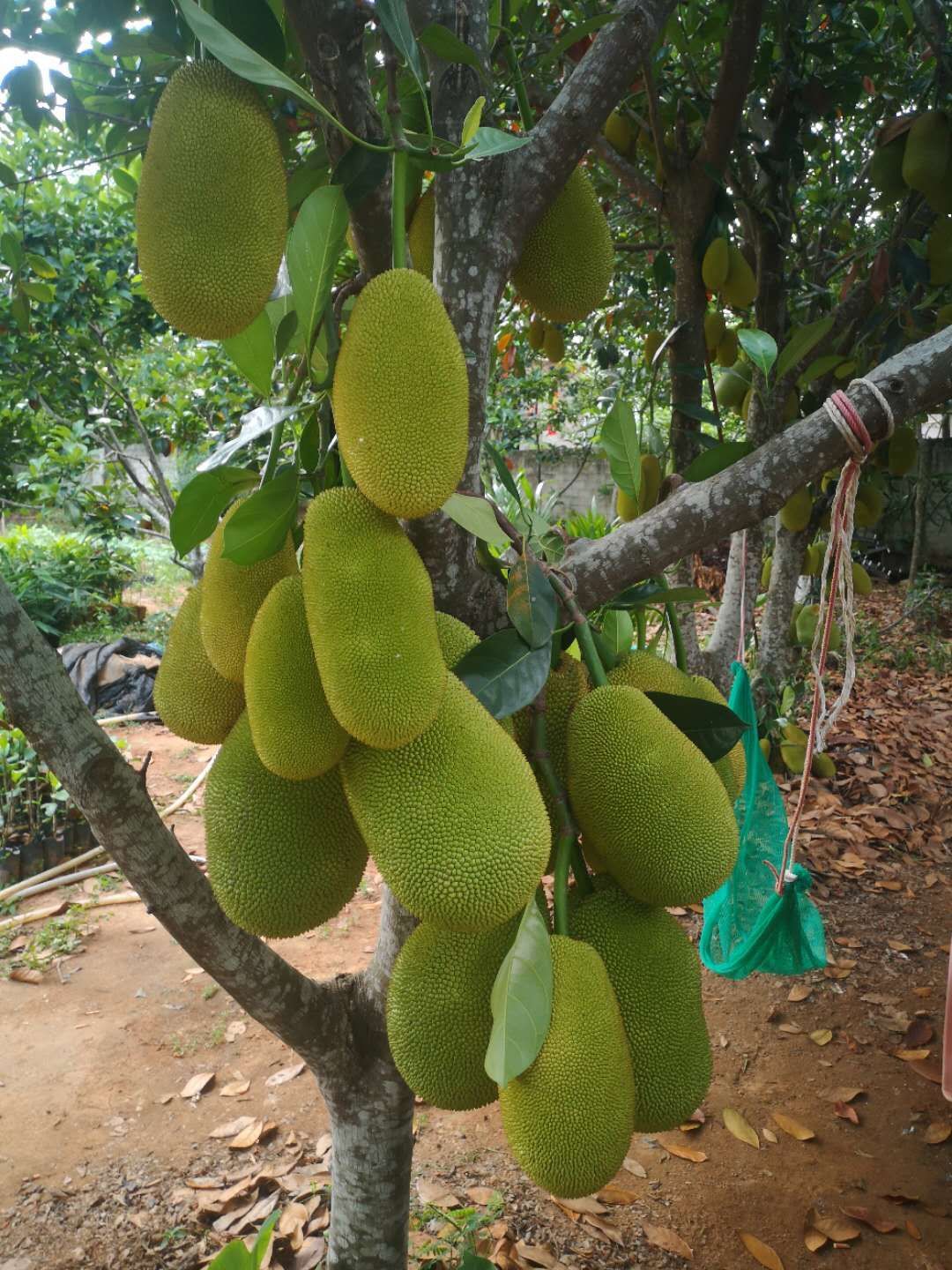 红肉菠萝蜜苗 泰8越南红榴莲蜜