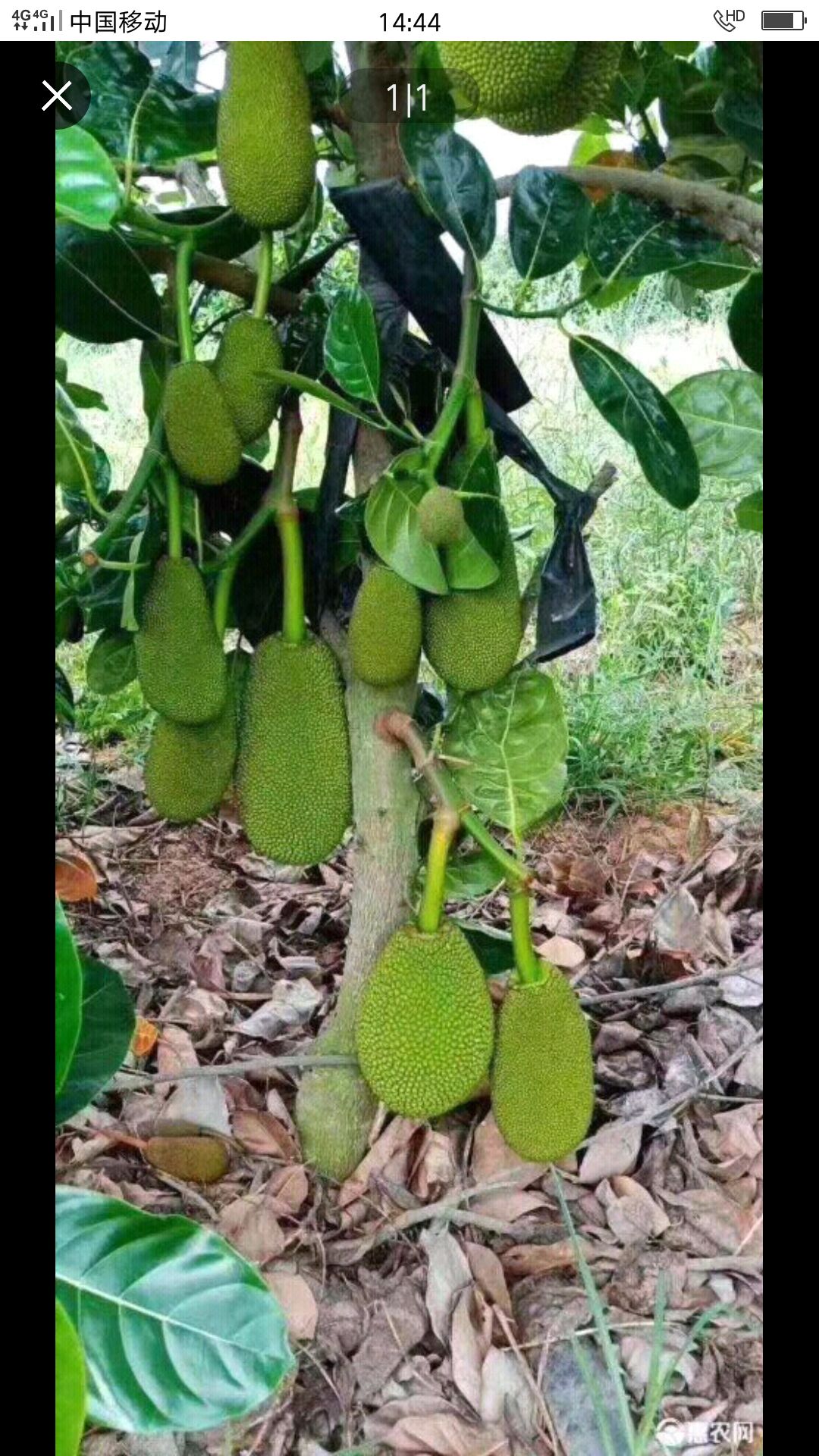 泰国八号红肉菠萝蜜苗