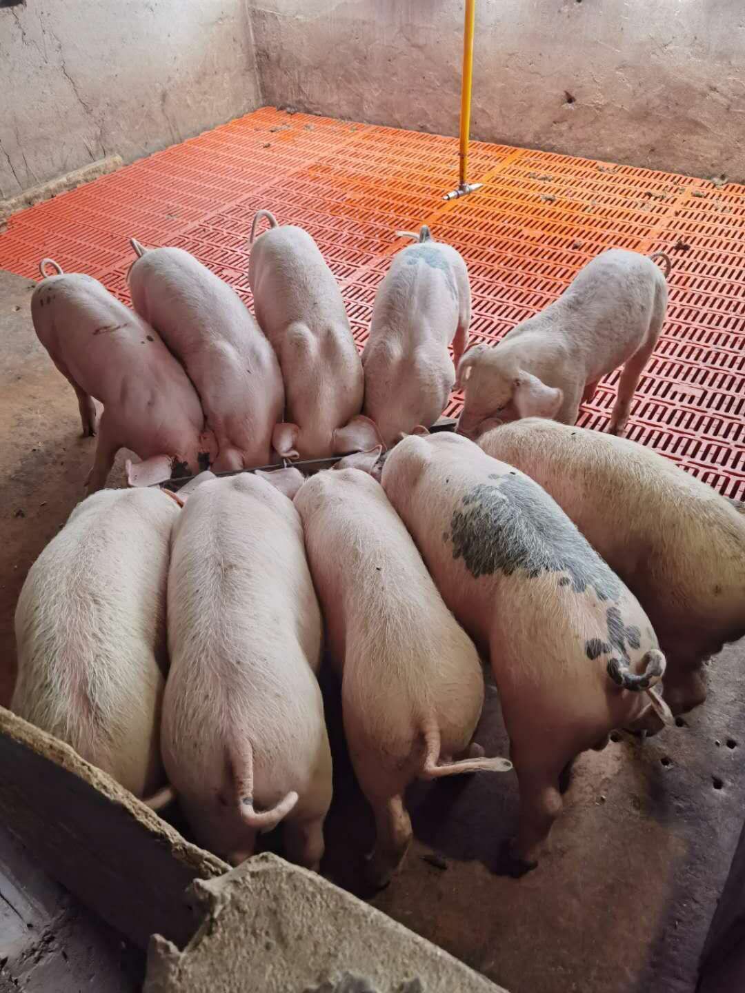 三元仔猪山东仔猪全国发货20斤以上品种齐全防疫到位送猪到家