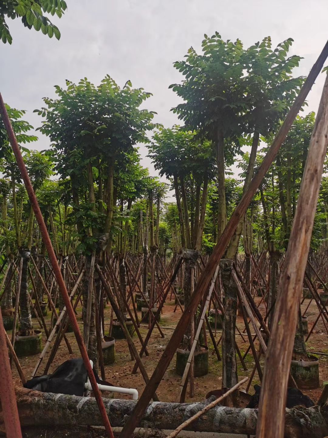 火焰木树 火焰树 本地火焰木
