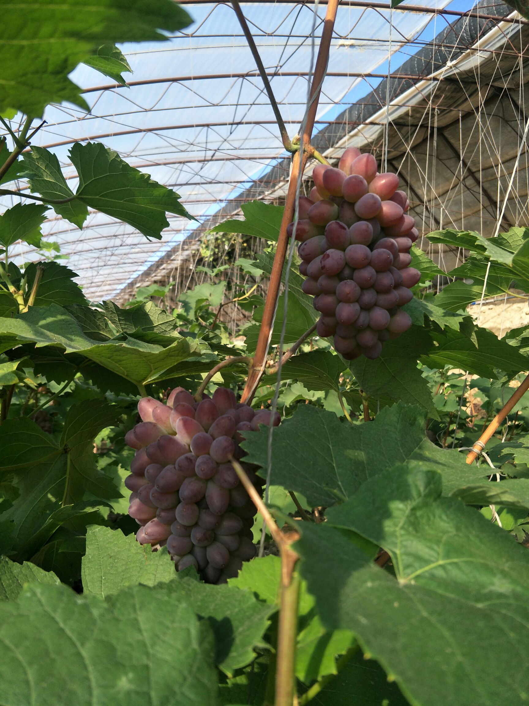 茉莉香葡萄 1000斤以上