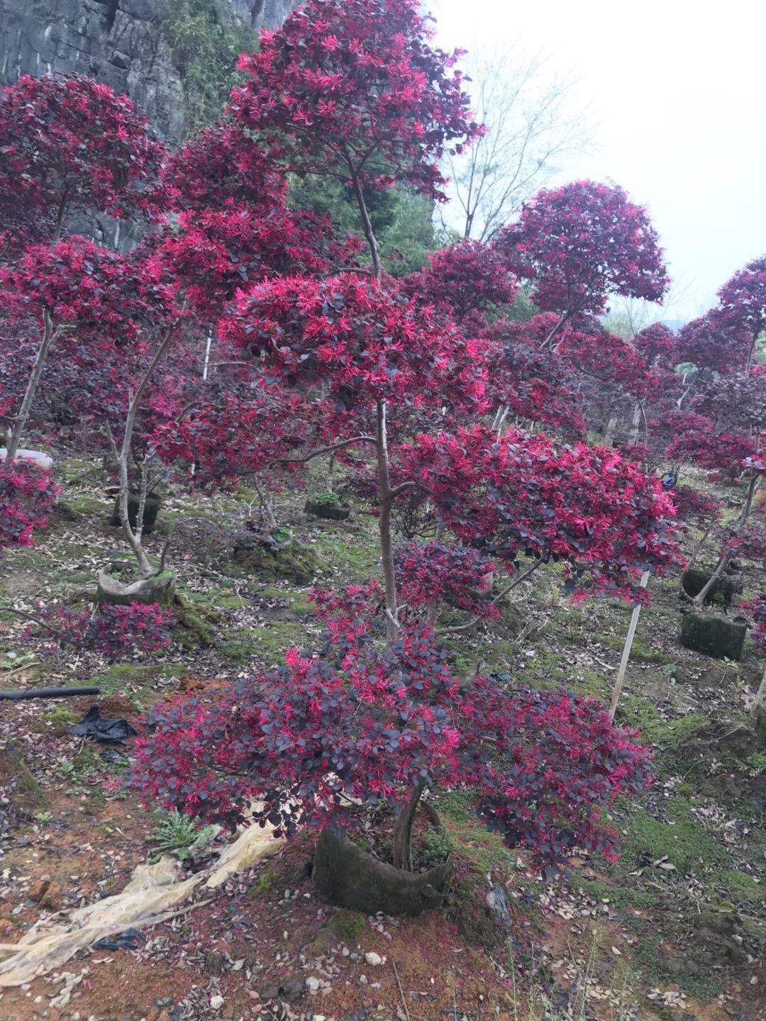 [红花继木造型树批发]红花继木造型树 造型红继木高两