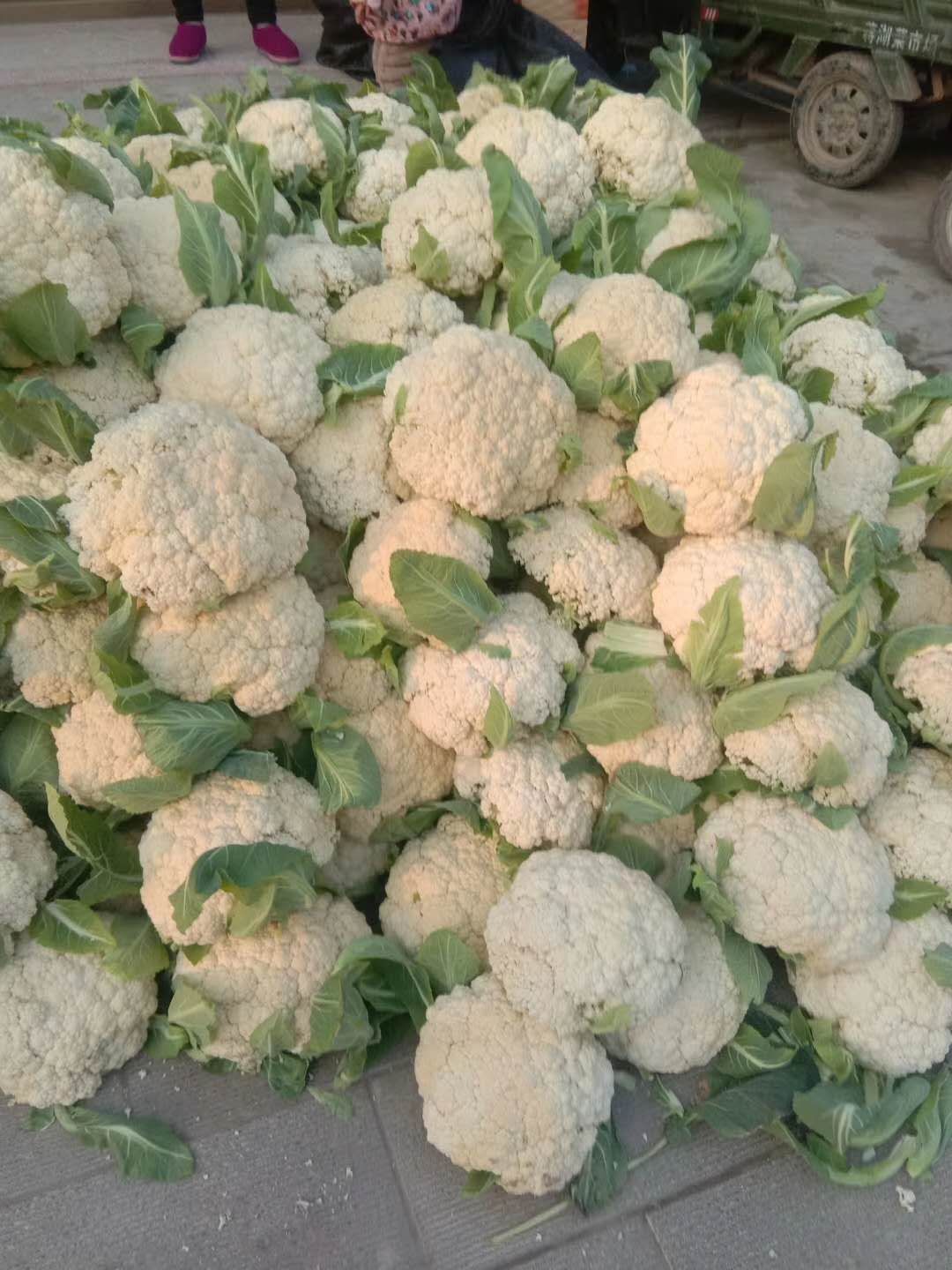 有机花菜 湖北有机花爆仓上市中,面积大,品质可靠,产地直供,量大便宜