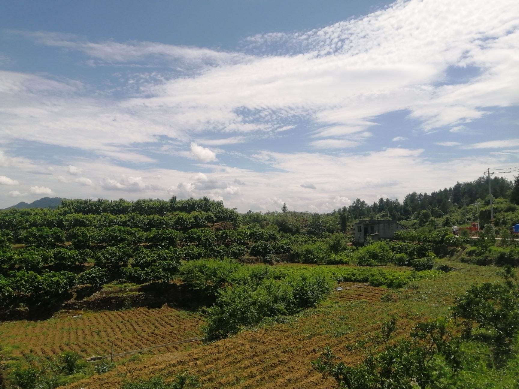 贡水白柚苗 地径2-15公分挂果柚子树,白皮柚,贡水白柚200基地