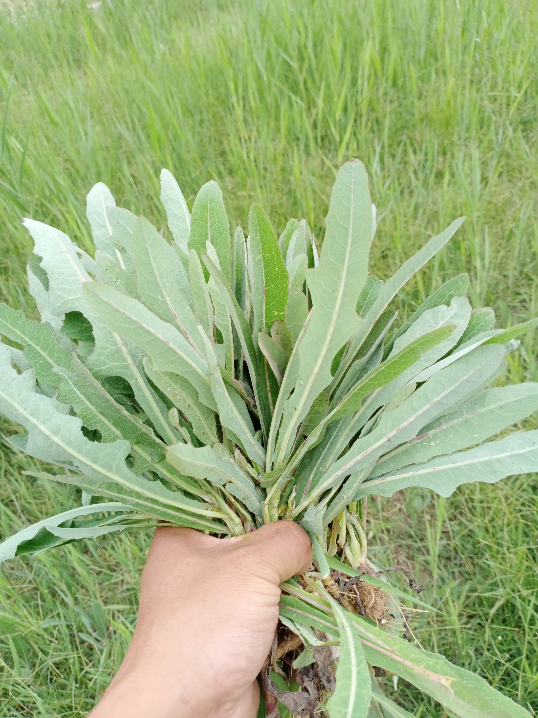 野芹菜