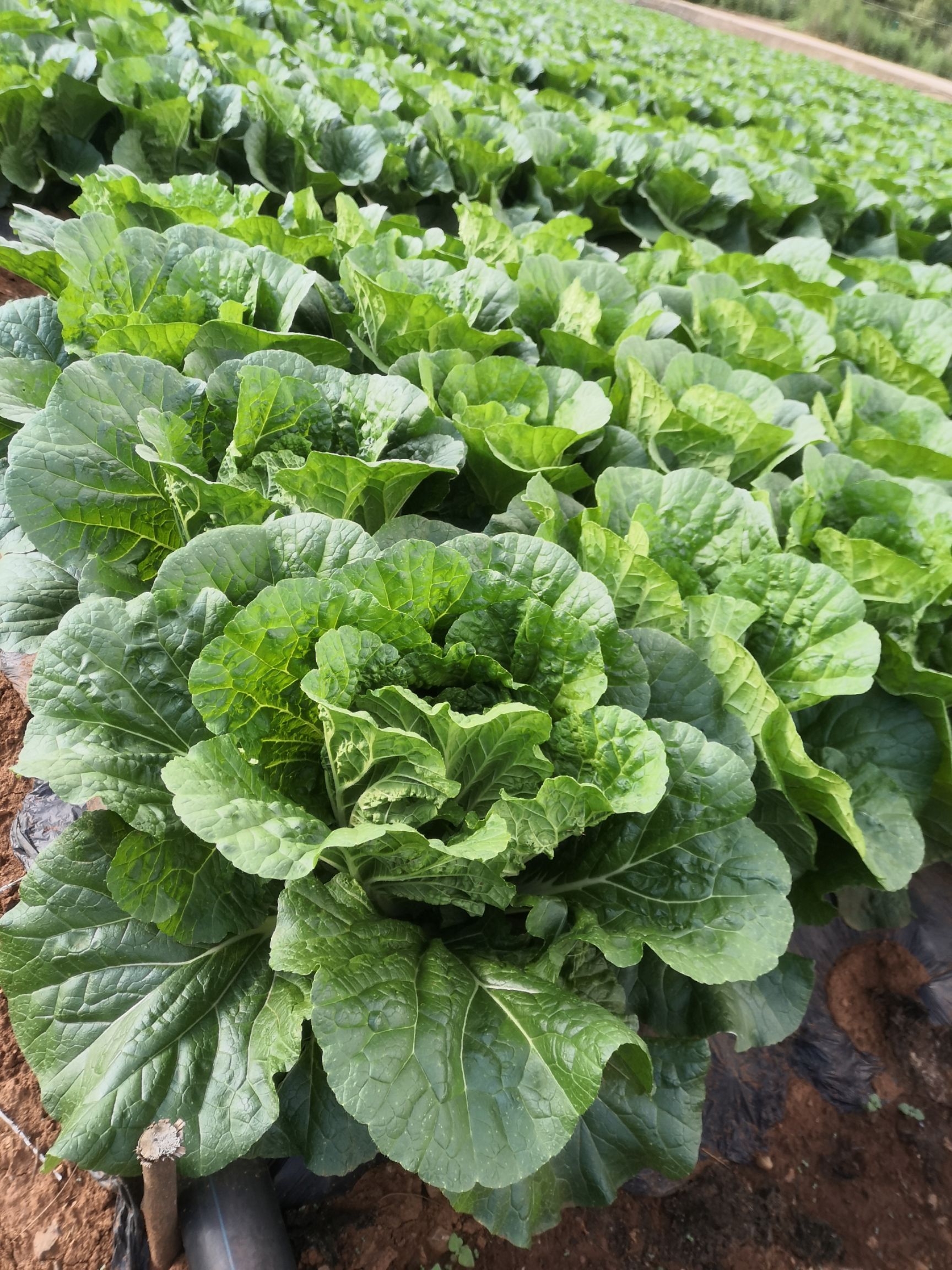 玉溪澄江县出售大白菜,20天左右可以砍