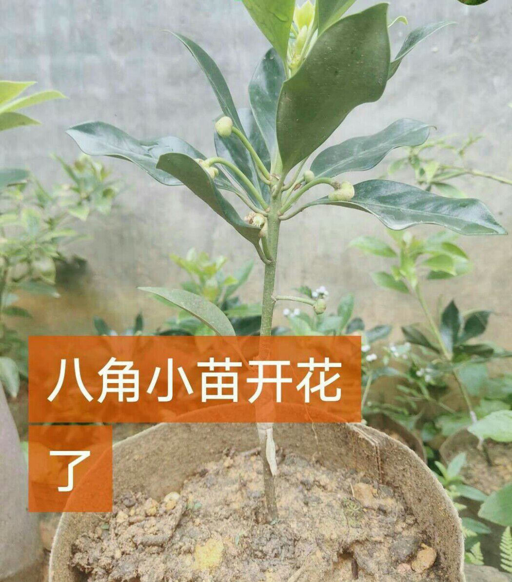 [正宗] 新品种八角树苗 广西优良嫁接苗直生苗高产量