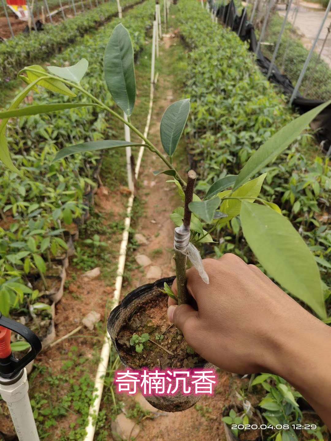 广西沉香树苗莞香白木香嫁接奇楠沉香苗