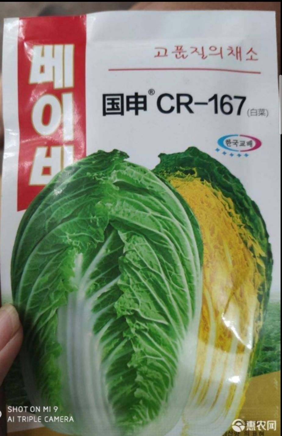 黄心白菜种子!