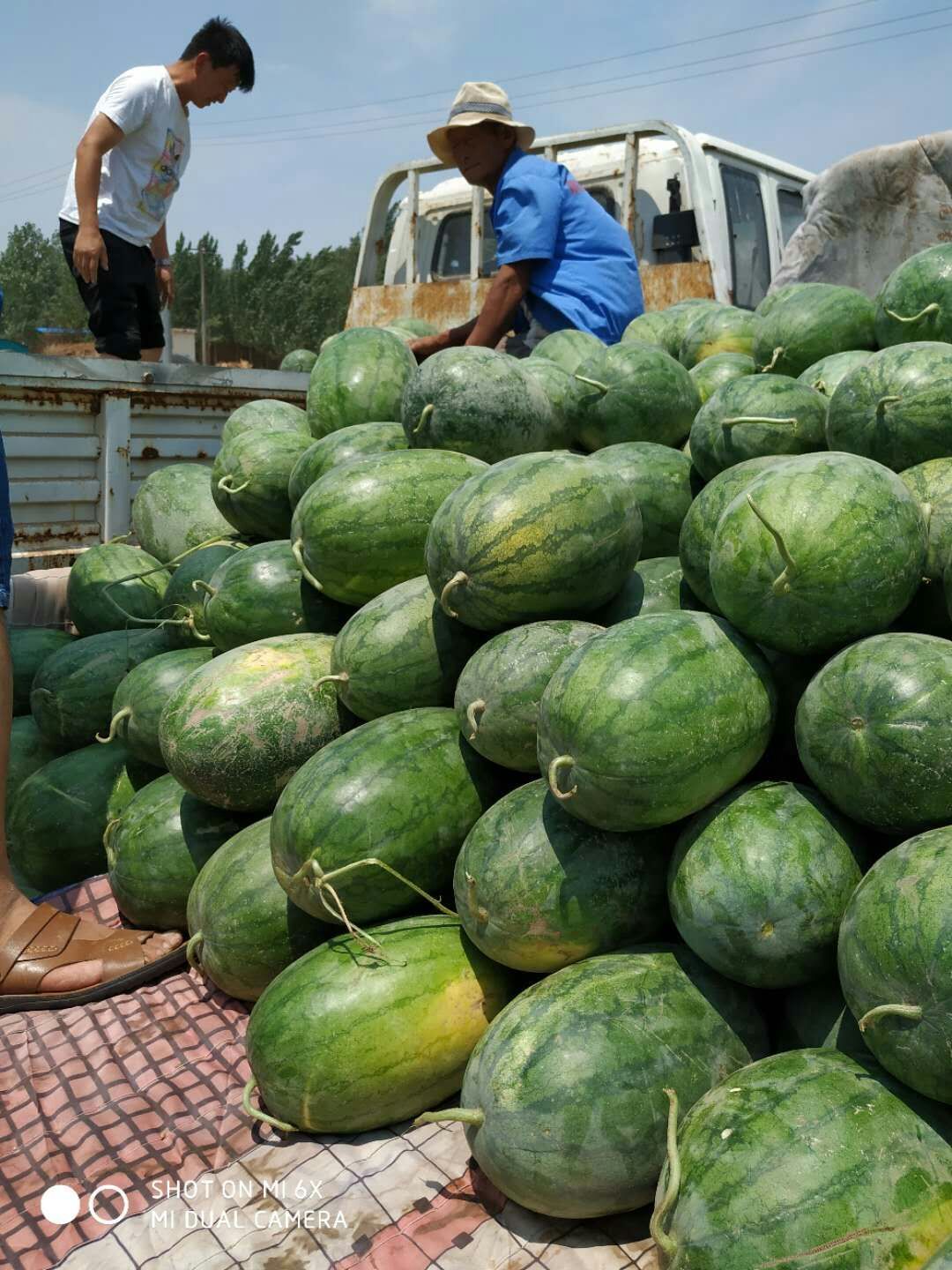 陆地龙卷风大西瓜