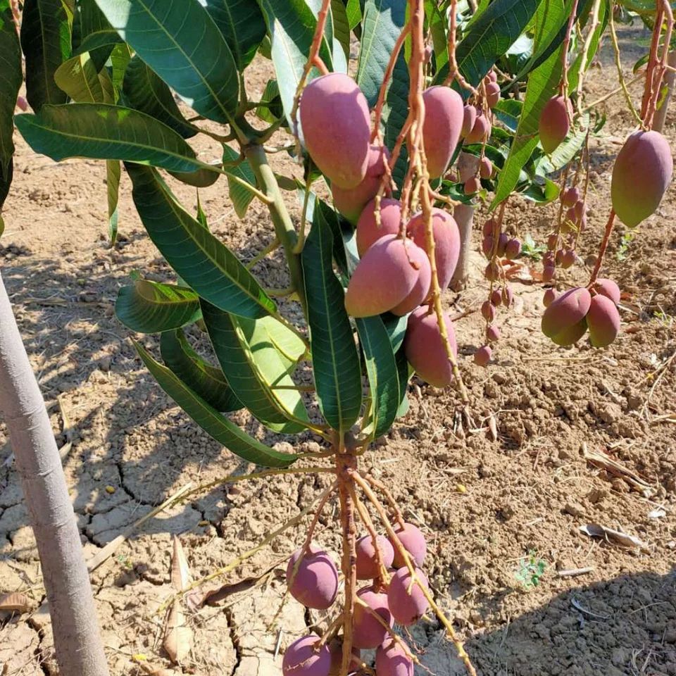 贵妃芒果苗 红贵妃芒果嫁接苗产量高挂果快50cm-100cm(不含)