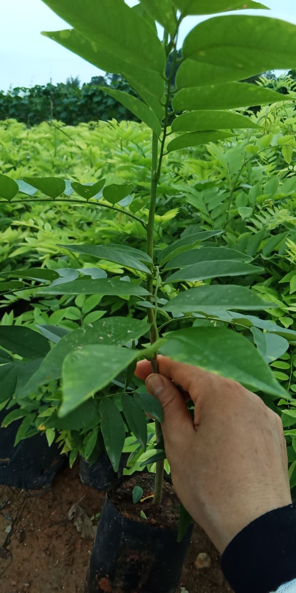 海南黄花梨树苗 0.5米以下