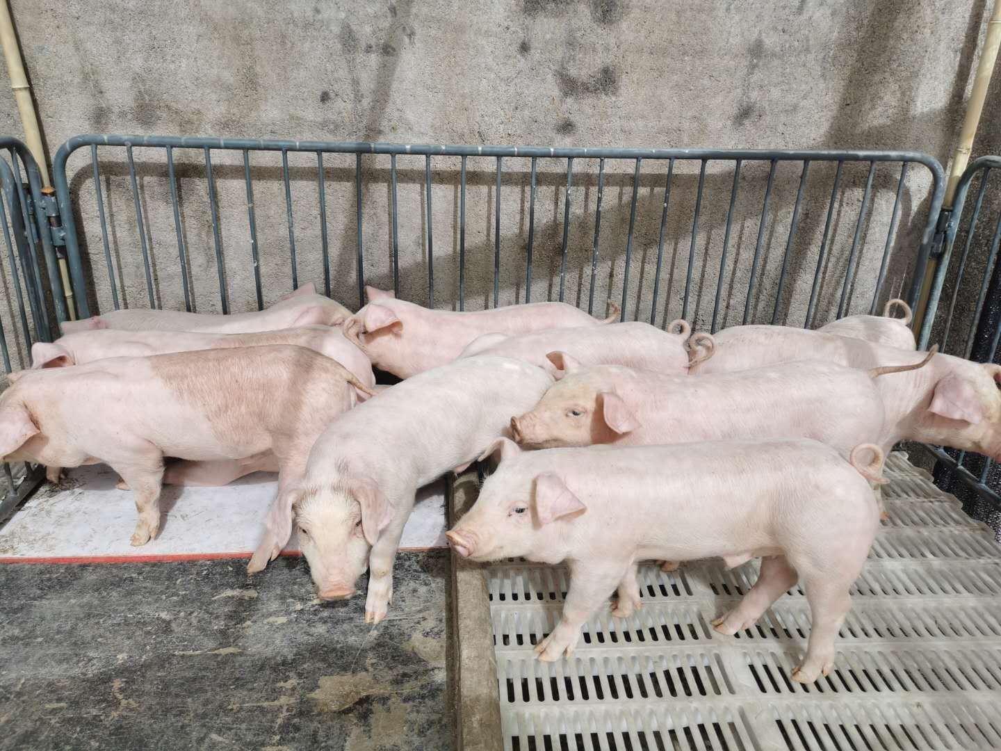 大型猪场出售内外三元仔猪/猪苗体型好健康耐饲养