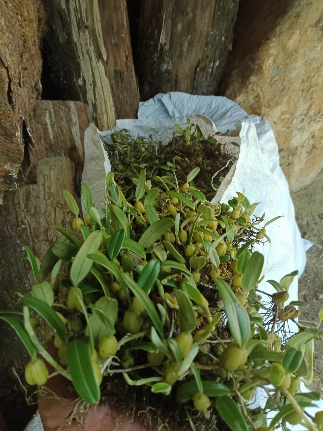 常年提供单叶石橄榄小果,纯金线莲