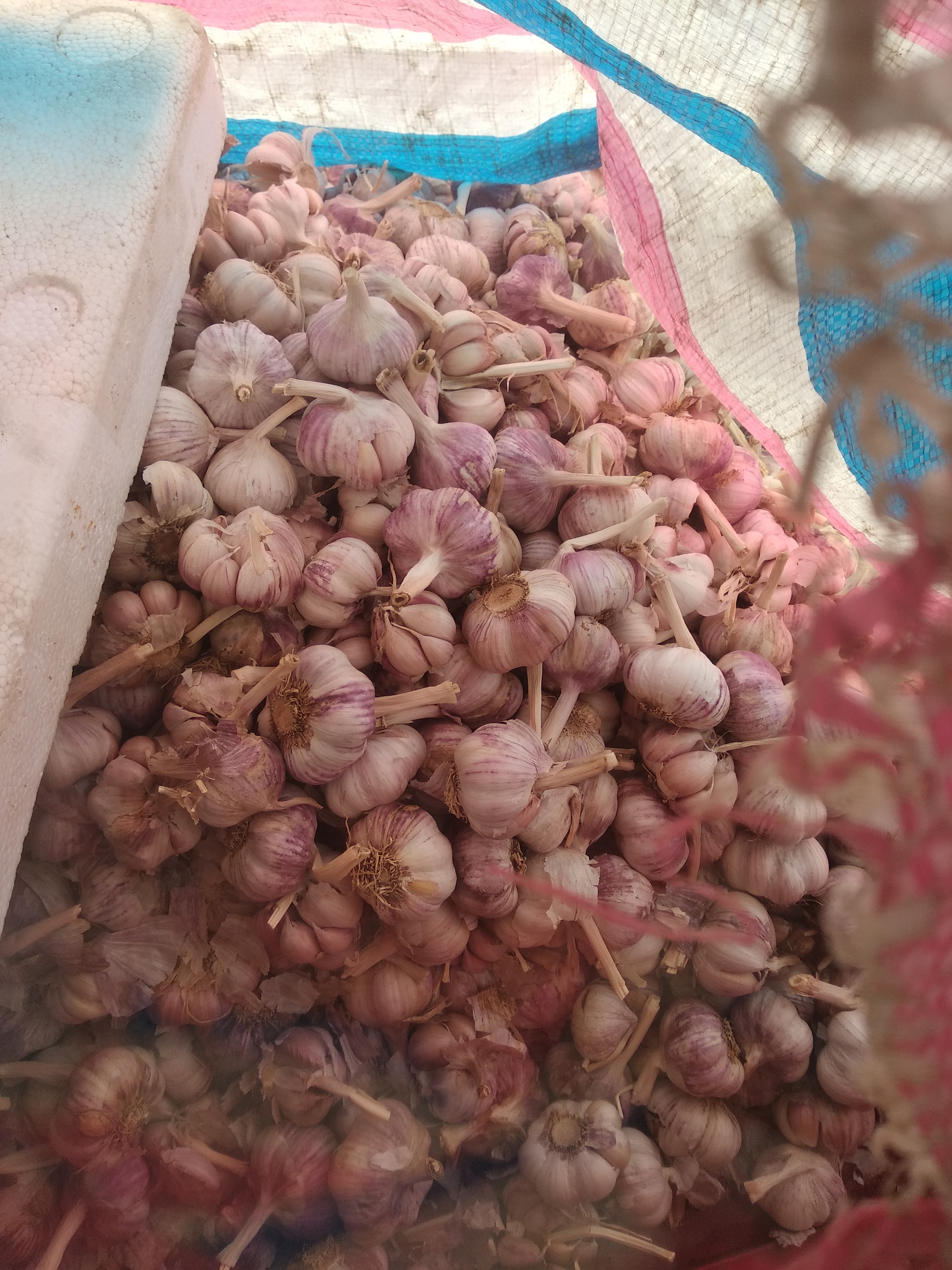 红皮蒜 2021年云南红蒜 干蒜 红米 紫皮大蒜 一件代发