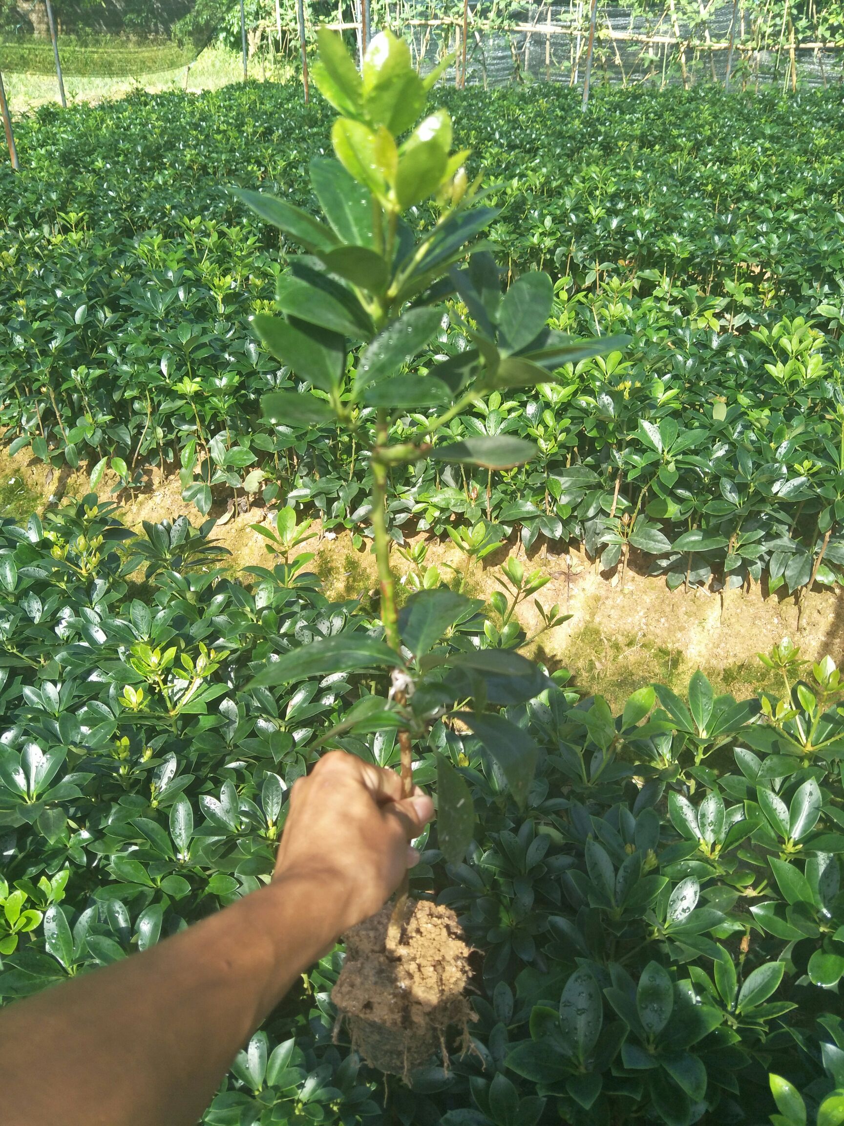 八角树苗 正宗古龙大红八角嫁接苗 厚口种