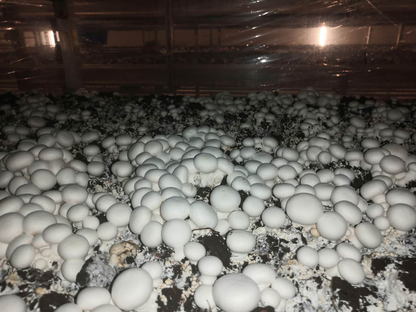 双孢菇 