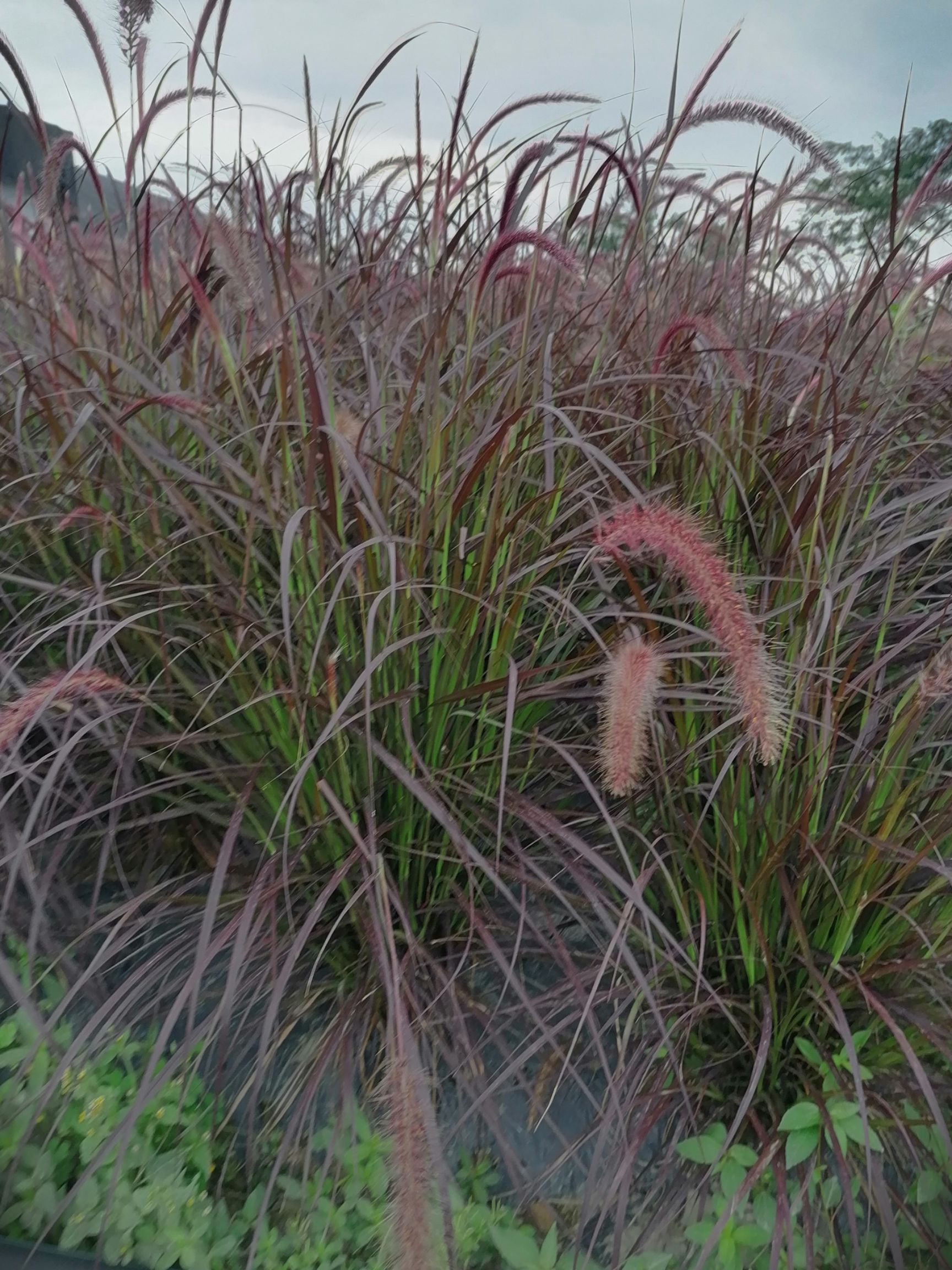 紫叶狼尾草 自家苗圃 批发