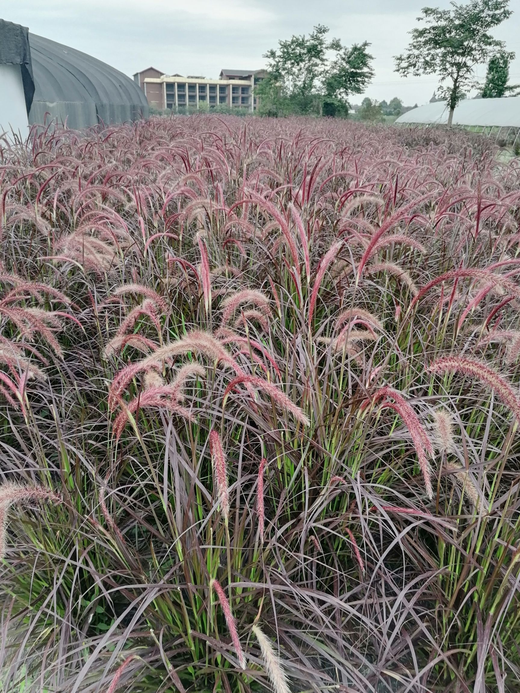 紫叶狼尾草 自家苗圃 批发
