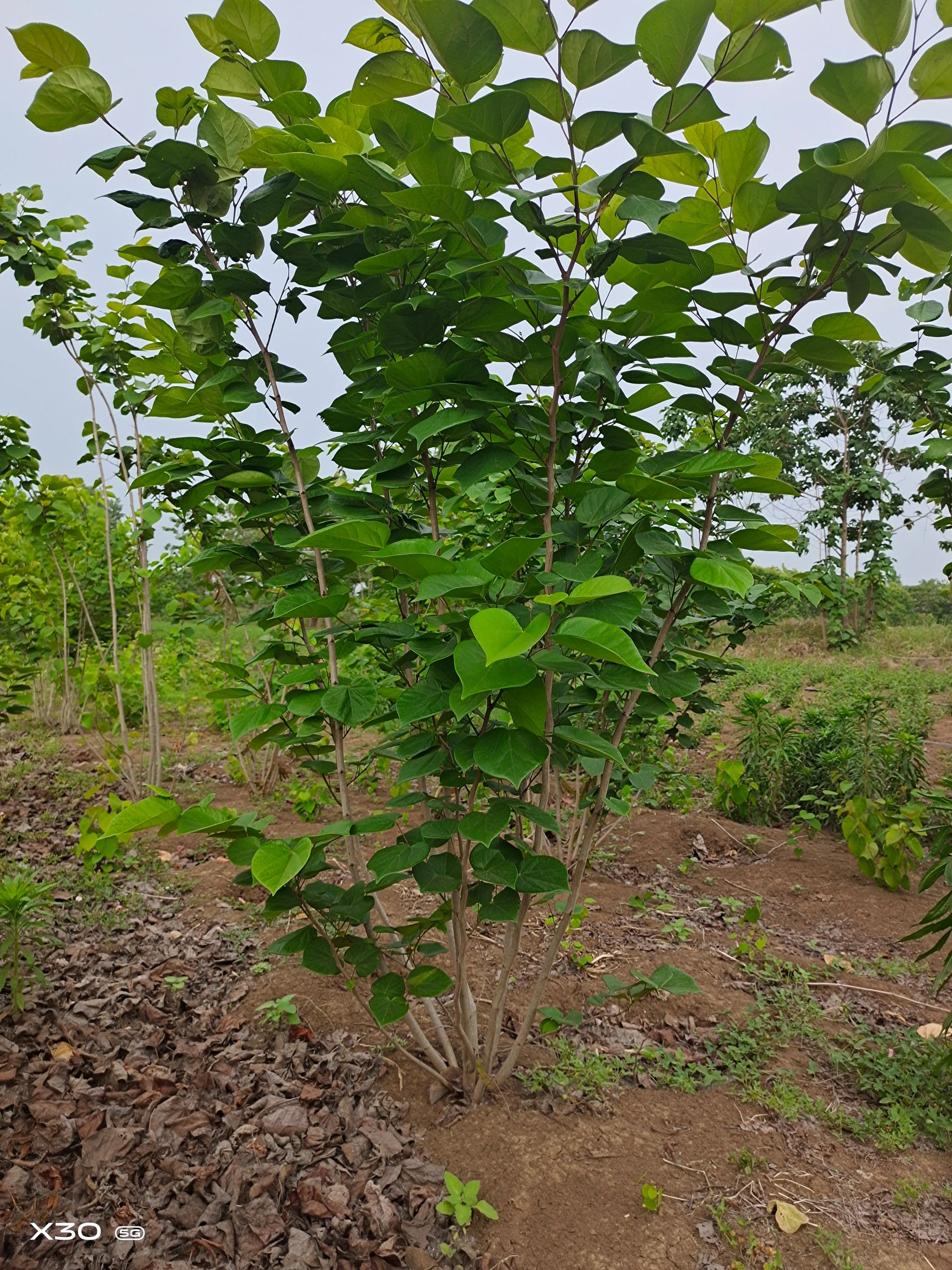 丛生紫荆