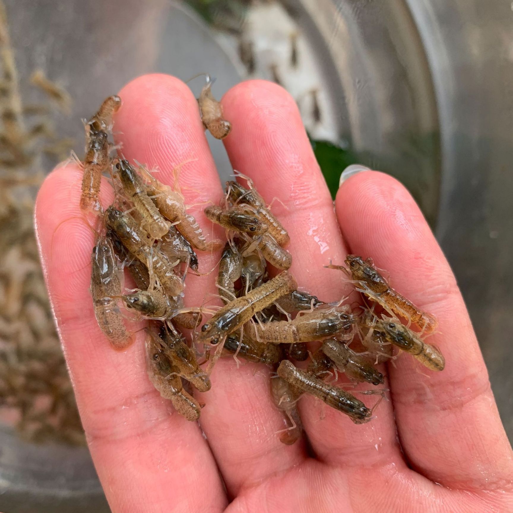 澳洲淡水小龙虾苗 优质澳洲淡水小龙虾 保质保量 全国接单批发发空运