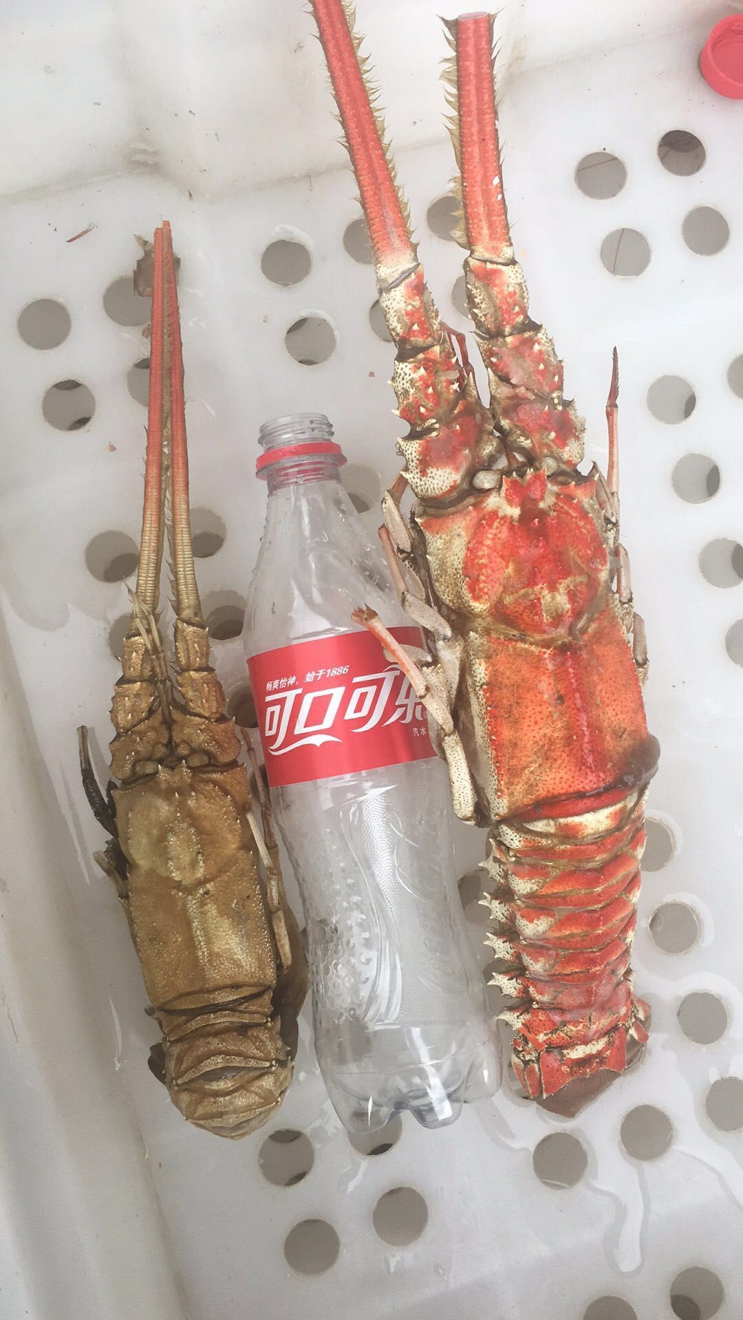 [中国龙虾批发] 红龙虾,南海红龙虾 船捕天然龙虾价格37元/斤 - 惠农