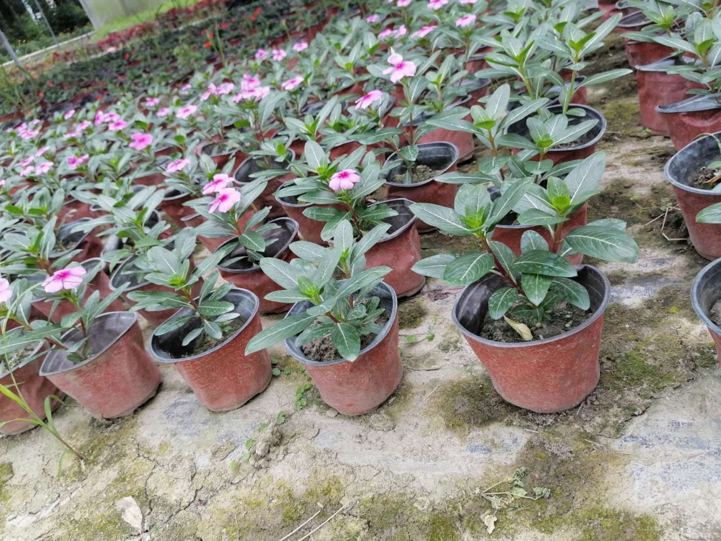 基地直销 长春花 杯苗